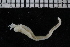  ( - ZMBN_107045)  @11 [ ] CreativeCommons - Attribution Non-Commercial Share-Alike (2016) University of Bergen University of Bergen, Natural History Collections