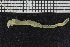  ( - ZMBN_107046)  @11 [ ] CreativeCommons - Attribution Non-Commercial Share-Alike (2016) University of Bergen University of Bergen, Natural History Collections