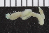  (Lysilla sp. MHL3 - ZMBN_107050)  @11 [ ] CreativeCommons - Attribution Non-Commercial Share-Alike (2016) University of Bergen University of Bergen, Natural History Collections