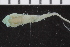  (Lysilla sp. MHL1 - ZMBN_107052)  @11 [ ] CreativeCommons - Attribution Non-Commercial Share-Alike (2016) University of Bergen University of Bergen, Natural History Collections