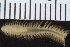  (Aglaophamus sp. AR2 - ZMBN_107353)  @11 [ ] CreativeCommons - Attribution Non-Commercial Share-Alike (2016) University of Bergen University of Bergen, Natural History Collections