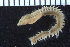  (Aglaophamus aff pulcher - ZMBN_107369)  @11 [ ] CreativeCommons - Attribution Non-Commercial Share-Alike (2016) University of Bergen University of Bergen, Natural History Collections