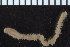  (Aglaophamus sp. AR1 - ZMBN_107372)  @11 [ ] CreativeCommons - Attribution Non-Commercial Share-Alike (2016) University of Bergen University of Bergen, Natural History Collections