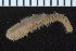  (Aglaophamus sp. AR3 - ZMBN_107384)  @11 [ ] CreativeCommons - Attribution Non-Commercial Share-Alike (2016) University of Bergen University of Bergen, Natural History Collections