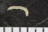  (Leitoscoloplos sp - ZMBN_107956)  @11 [ ] CreativeCommons - Attribution Non-Commercial Share-Alike (2017) University of Bergen Natural History Collections
