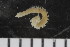  (Leitoscoloplos sp. A - ZMBN_107960)  @11 [ ] CreativeCommons - Attribution Non-Commercial Share-Alike (2017) University of Bergen Natural History Collections