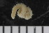  ( - ZMBN_107961)  @11 [ ] CreativeCommons - Attribution Non-Commercial Share-Alike (2017) University of Bergen Natural History Collections