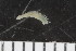  ( - ZMBN_107966)  @11 [ ] CreativeCommons - Attribution Non-Commercial Share-Alike (2017) University of Bergen Natural History Collections