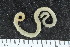 (Scoloplos cf. madagascarensis-B - ZMBN_107992)  @11 [ ] CreativeCommons - Attribution Non-Commercial Share-Alike (2017) University of Bergen Natural History Collections