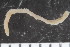  ( - ZMBN_108002)  @11 [ ] CreativeCommons - Attribution Non-Commercial Share-Alike (2017) University of Bergen Natural History Collections