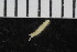  ( - ZMBN_108003)  @11 [ ] CreativeCommons - Attribution Non-Commercial Share-Alike (2017) University of Bergen Natural History Collections