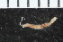 ( - ZMBN_108005)  @11 [ ] CreativeCommons - Attribution Non-Commercial Share-Alike (2017) University of Bergen Natural History Collections