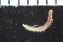  ( - ZMBN_108006)  @11 [ ] CreativeCommons - Attribution Non-Commercial Share-Alike (2017) University of Bergen Natural History Collections