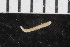  ( - ZMBN_108014)  @11 [ ] CreativeCommons - Attribution Non-Commercial Share-Alike (2017) University of Bergen Natural History Collections