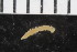  ( - ZMBN_108016)  @11 [ ] CreativeCommons - Attribution Non-Commercial Share-Alike (2017) University of Bergen Natural History Collections