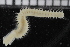  ( - ZMBN_115834)  @11 [ ] CreativeCommons - Attribution Non-Commercial Share-Alike (2017) University of Bergen Natural History Collections