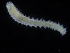  (Micronephthys stammeri - ZMBN_115847)  @11 [ ] CreativeCommons - Attribution Non-Commercial Share-Alike (2017) University of Bergen Natural History Collections