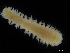  (Aglaophamus cf. sp - ZMBN_115865)  @11 [ ] CreativeCommons - Attribution Non-Commercial Share-Alike (2017) University of Bergen Natural History Collections