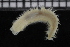  (Aglaophamus sp. 1 - ZMBN_115876)  @11 [ ] CreativeCommons - Attribution Non-Commercial Share-Alike (2017) University of Bergen Natural History Collections
