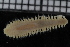  (Aglaophamus sp. 3 - ZMBN_115877)  @11 [ ] CreativeCommons - Attribution Non-Commercial Share-Alike (2017) University of Bergen Natural History Collections