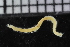  ( - ZMBN_115923)  @11 [ ] CreativeCommons - Attribution Non-Commercial Share-Alike (2017) University of Bergen Natural History Collections