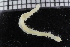  ( - ZMBN_115951)  @11 [ ] CreativeCommons - Attribution Non-Commercial Share-Alike (2017) University of Bergen Natural History Collections