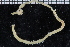  ( - ZMBN_115952)  @11 [ ] CreativeCommons - Attribution Non-Commercial Share-Alike (2017) University of Bergen Natural History Collections