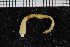  ( - ZMBN_115955)  @11 [ ] CreativeCommons - Attribution Non-Commercial Share-Alike (2017) University of Bergen Natural History Collections