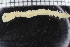  ( - ZMBN_115957)  @11 [ ] CreativeCommons - Attribution Non-Commercial Share-Alike (2017) University of Bergen Natural History Collections
