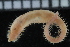  ( - ZMBN_115958)  @11 [ ] CreativeCommons - Attribution Non-Commercial Share-Alike (2017) University of Bergen Natural History Collections