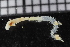  (Glycera sp. TA-D - ZMBN_115960)  @11 [ ] CreativeCommons - Attribution Non-Commercial Share-Alike (2017) University of Bergen Natural History Collections