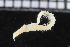  ( - ZMBN_115962)  @11 [ ] CreativeCommons - Attribution Non-Commercial Share-Alike (2017) University of Bergen Natural History Collections