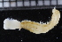  ( - ZMBN_115968)  @11 [ ] CreativeCommons - Attribution Non-Commercial Share-Alike (2017) University of Bergen Natural History Collections