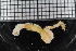  (Glycera nr. tesselata - ZMBN_115972)  @11 [ ] CreativeCommons - Attribution Non-Commercial Share-Alike (2017) University of Bergen Natural History Collections