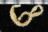  ( - ZMBN_115973)  @11 [ ] CreativeCommons - Attribution Non-Commercial Share-Alike (2017) University of Bergen Natural History Collections