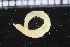  (Glycera nr. brevicirris - ZMBN_115990)  @11 [ ] CreativeCommons - Attribution Non-Commercial Share-Alike (2017) University of Bergen Natural History Collections