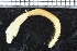  ( - ZMBN_116000)  @11 [ ] CreativeCommons - Attribution Non-Commercial Share-Alike (2017) University of Bergen Natural History Collections