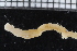  ( - ZMBN_116003)  @11 [ ] CreativeCommons - Attribution Non-Commercial Share-Alike (2017) University of Bergen Natural History Collections