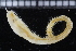 (Glycera nr. unicornis - ZMBN_116005)  @11 [ ] CreativeCommons - Attribution Non-Commercial Share-Alike (2017) University of Bergen Natural History Collections