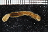  (Glycera sp. TA-G - ZMBN_116047)  @11 [ ] CreativeCommons - Attribution Non-Commercial Share-Alike (2017) University of Bergen Natural History Collections