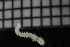  ( - ZMBN_116050)  @11 [ ] CreativeCommons - Attribution Non-Commercial Share-Alike (2017) University of Bergen Natural History Collections