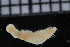  ( - ZMBN_116052)  @11 [ ] CreativeCommons - Attribution Non-Commercial Share-Alike (2017) University of Bergen Natural History Collections