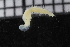 ( - ZMBN_116054)  @11 [ ] CreativeCommons - Attribution Non-Commercial Share-Alike (2017) University of Bergen Natural History Collections