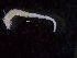  (Ampharete sp. JAK-D - ZMBN_98156)  @11 [ ] CreativeCommons - Attribution Non-Commercial Share-Alike (2015) University of Bergen University of Bergen, Natural History Collections