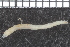  ( - ZMBN_98157)  @13 [ ] CreativeCommons - Attribution Non-Commercial Share-Alike (2015) University of Bergen University of Bergen, Natural History Collections