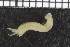  ( - ZMBN_98159)  @11 [ ] CreativeCommons - Attribution Non-Commercial Share-Alike (2015) University of Bergen University of Bergen, Natural History Collections