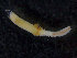  ( - ZMBN_98163)  @11 [ ] CreativeCommons - Attribution Non-Commercial Share-Alike (2015) University of Bergen University of Bergen, Natural History Collections