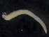  ( - ZMBN_98164)  @13 [ ] CreativeCommons - Attribution Non-Commercial Share-Alike (2015) University of Bergen University of Bergen, Natural History Collections