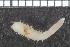 ( - ZMBN_98166)  @11 [ ] CreativeCommons - Attribution Non-Commercial Share-Alike (2015) University of Bergen University of Bergen, Natural History Collections