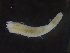  ( - ZMBN_98170)  @11 [ ] CreativeCommons - Attribution Non-Commercial Share-Alike (2015) University of Bergen University of Bergen, Natural History Collections